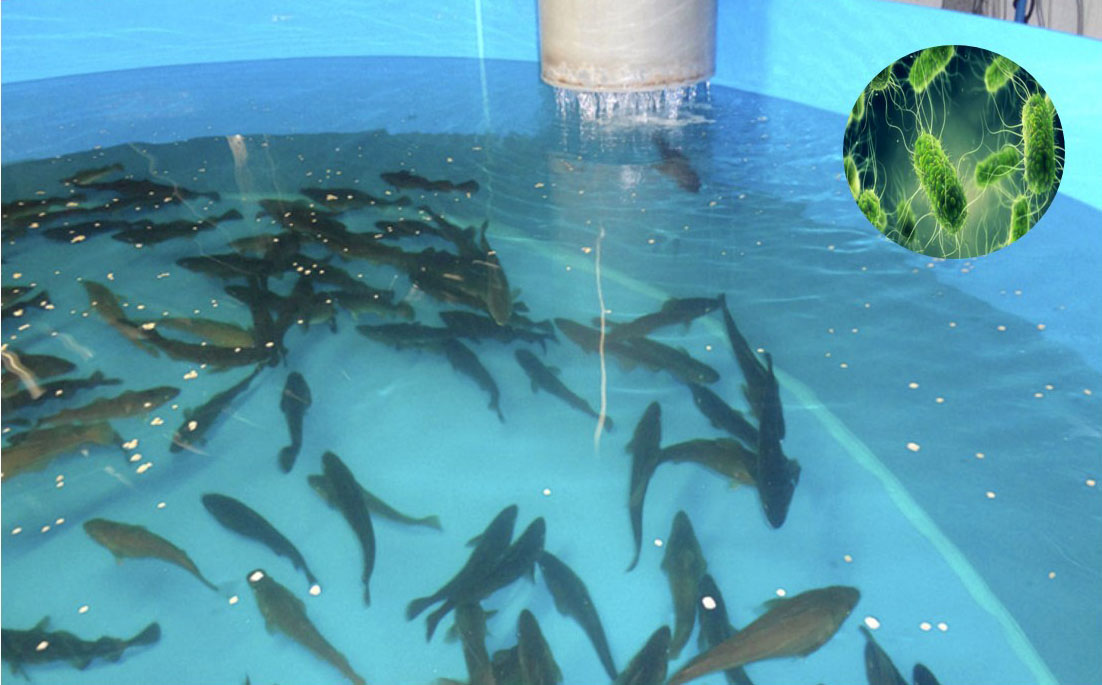 Recerca innovadora per la lluita antibacteriana en aqüicultura